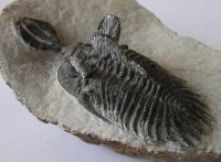 /album/kepgaleria-fenykepgaleria2/trilobita-trident-1-1-jpg/